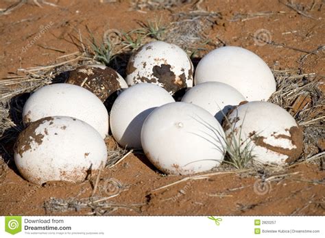 Huevos de la avestruz