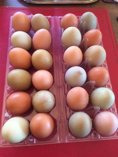 Huevos Fértiles De Colores De Gallinas De Campo | Mercado Libre