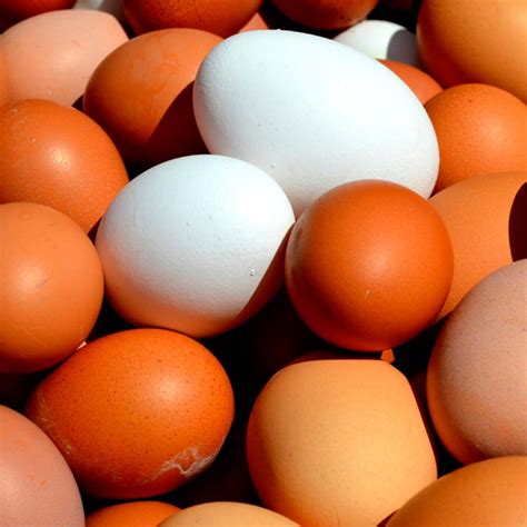 Huevos frescos   Un Producto de Inicia Trade