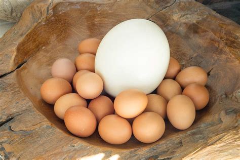 Huevos: más allá de los de gallina