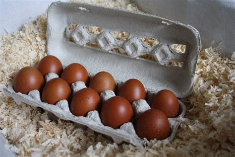 Huevos para incubar óptimos: recogida, clasificación y almacenamiento ...