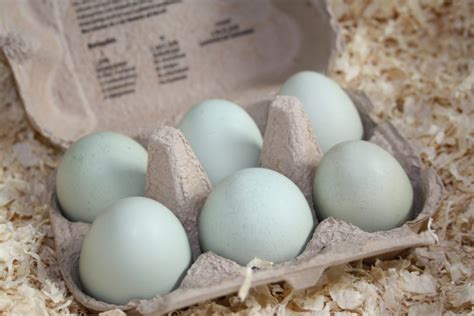 Huevos verdes: ¿qué raza de gallina pone huevos verdes? ¿Huevos verdes ...