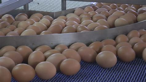 HuevosCamacho | Centro de clasificación de huevos