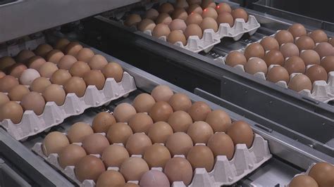 HuevosCamacho | Centro de clasificación de huevos