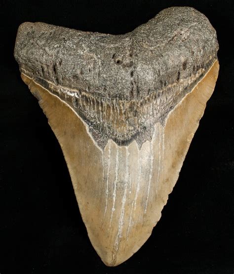 Huge 5.42  Megalodon Shark Tooth For Sale  #6651 ...