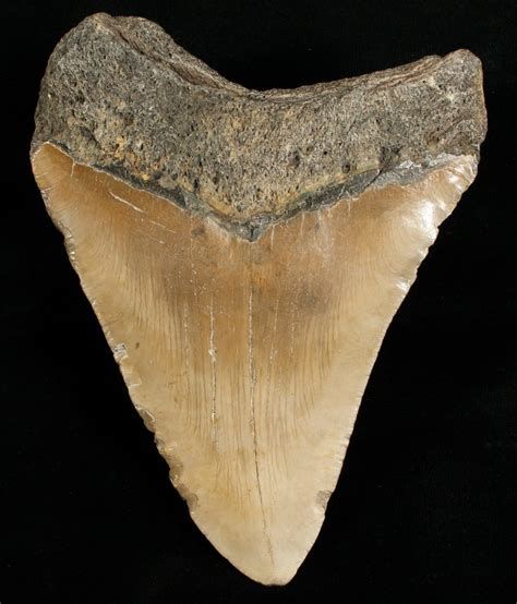 Huge 5.42  Megalodon Shark Tooth For Sale  #6651 ...
