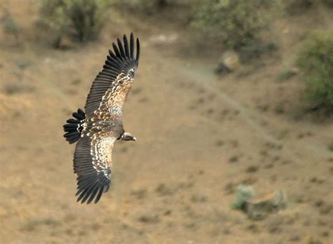 Huge, Rare Vultures Make Impressive Flying Journeys ...