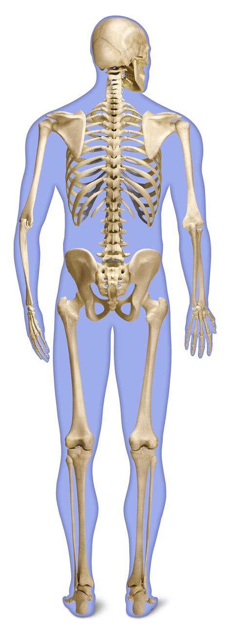 Human Back Bones | Back of Human Skeleton | DK Find Out