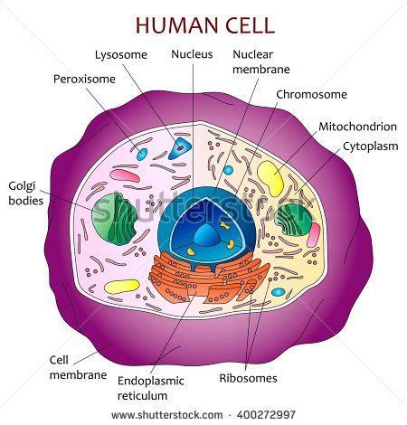 Human cell diagram | Human cell diagram, Cell diagram ...
