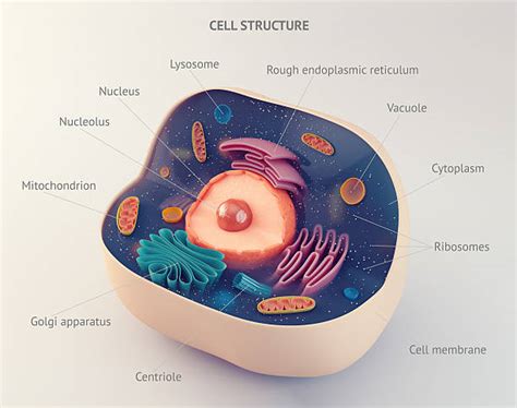 Human Cell Stock Photos, Pictures & Royalty Free Images ...