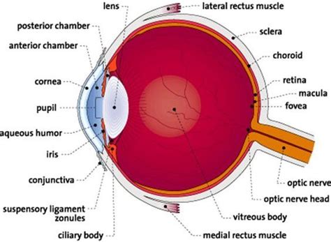Human Eye Anatomy   Parts of the Eye Explained | Eye ...