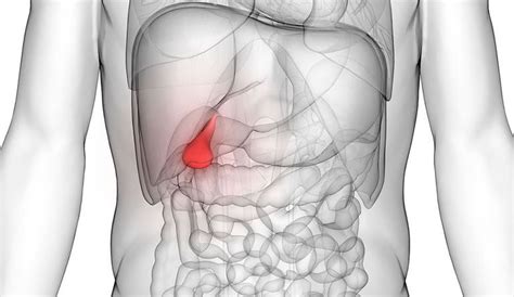 Human Gallbladder: reasons for removal, size, and ...