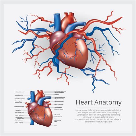 Human Heart Anatomy Vector Illustration   Download Free ...