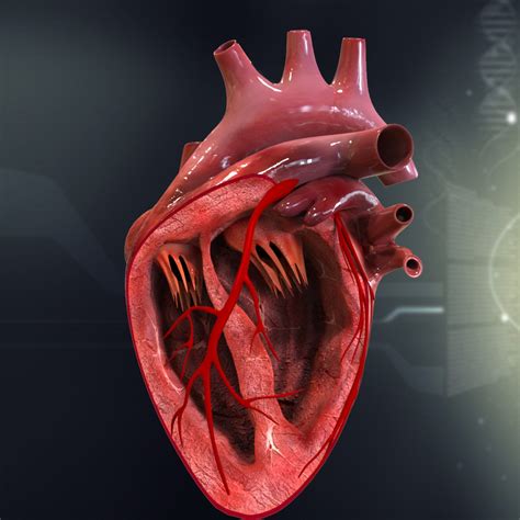 Human Heart Cutaway Anatomy 3D Model