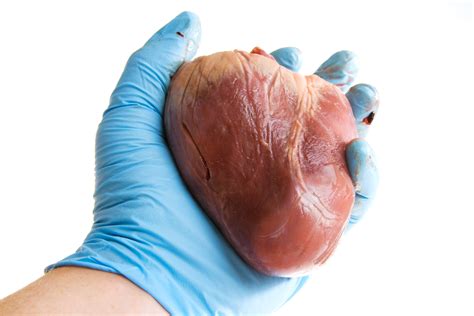 human heart   Foundation for Biomedical Research