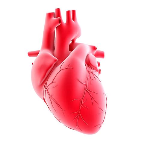 Human Heart Pictures, Images and Stock Photos   iStock