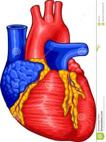 Human Heart stock vector. Illustration of apex, anatomy ...
