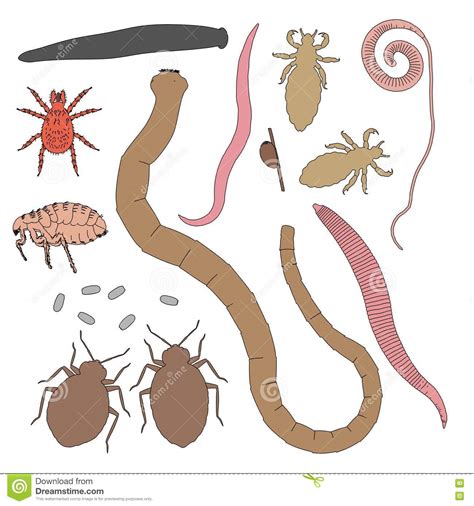 Human parasites stock illustration. Illustration of animal ...