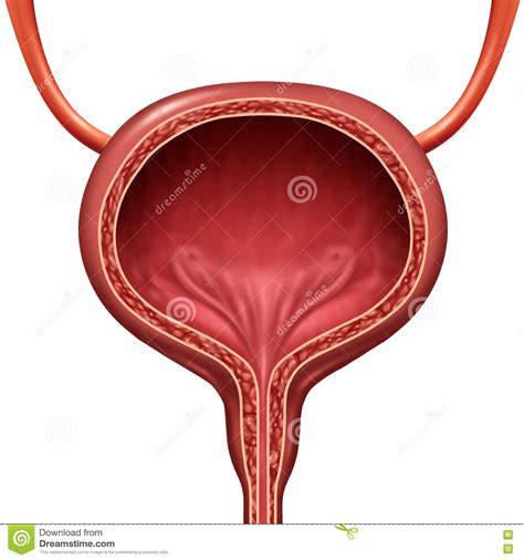 Human Urinary Bladder stock illustration. Illustration of ...