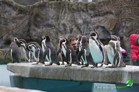Humboldt Pinguin   Kölner Zoo | Freizeitpark Welt.de