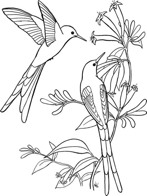 Hummingbird coloring pages. Download and print Hummingbird ...