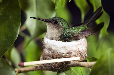 Hummingbird Reproduction   Hummingbird Facts and Information