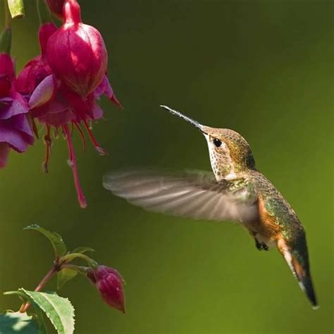 Hummingbird | Zen | Hummingbird, Birds, Fuchsia flower