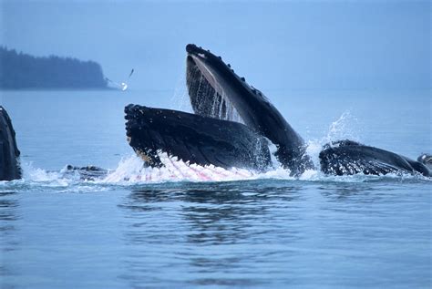 Humpback Whale Crittercam Video Reveals Bottom Feeding ...