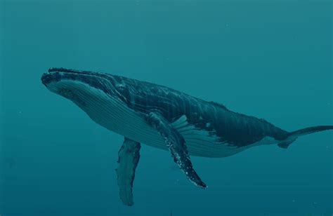 Humpback Whale | Endless Ocean Wiki | FANDOM powered by Wikia