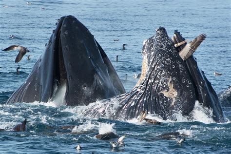 Humpback Whale Mistakes Pelican for Lunch | Audubon