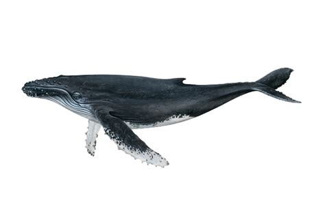 Humpback Whale | NOAA Fisheries