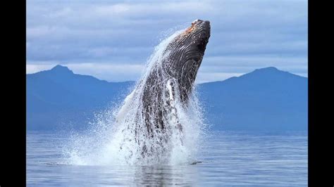 Humpback Whale Photography   YouTube