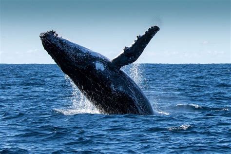 Humpback whale population growth shows no sign of slowing ...