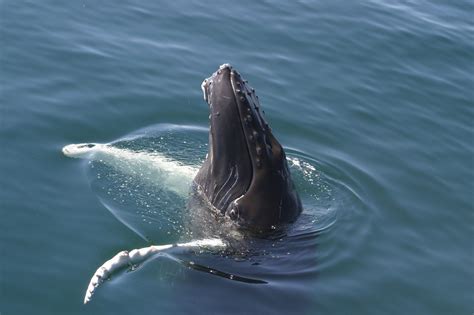 Humpback whale   Whale & Dolphin Conservation USA