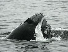 Humpback whale   Wikipedia