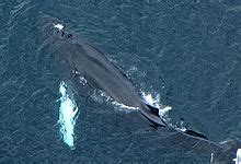 Humpback whale   Wikipedia