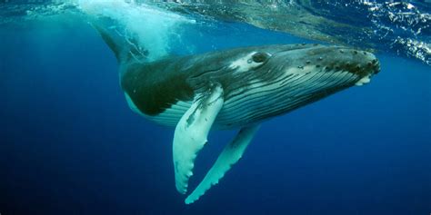 Humpback Whales Are No Longer  Threatened  and it Has ...