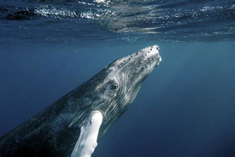 Humpback Whales | Christopher Michel | Flickr