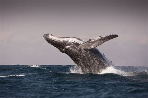 Humpback Whales Discovered in  Super Groups  | Time