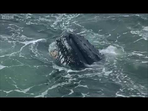 Humpback whales feeding on krill | Deep into the Wild ...