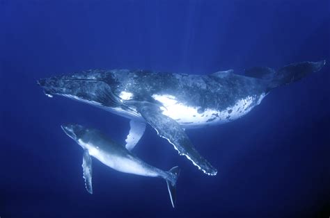Humpback Whales Go Through A  Cultural Revolution  Every ...