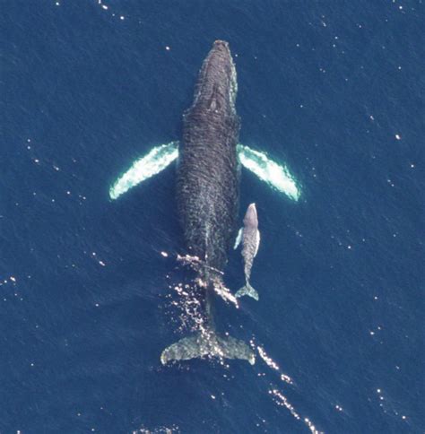 Humpback whales, héroes of the sea? | Earth | EarthSky