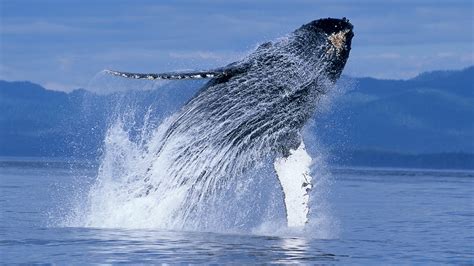 Humpback Whales   Narrated by Ewan McGregor   Official ...