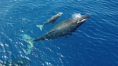 Humpback whales navigating an ocean of change | Office of ...