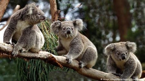 Hundreds of ′rare′ koalas feared dead in Australian bushfire | News ...
