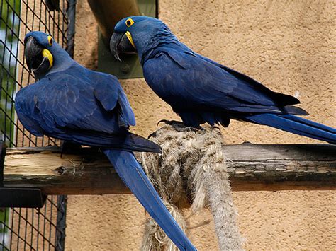 Hyacinth Macaw Facts, Care as Pets, Housing, Diet, Images ...