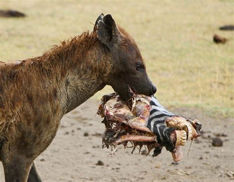 Hyena facts: is this a cowardly scavenger or an efficient ...