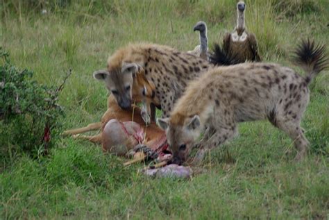 Hyena facts: is this a cowardly scavenger or an efficient ...