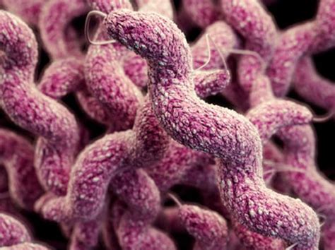 I 12 batteri più pericolosi per l’uomo   BIOVITAE