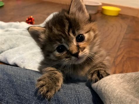 I foster kittens for my local shelter. They’re all cute ...